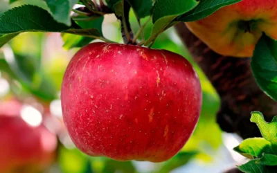 Día internacional de la sanidad vegetal