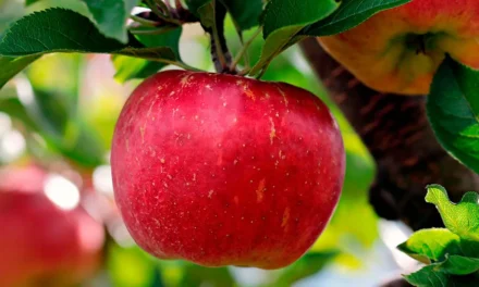 Día internacional de la sanidad vegetal