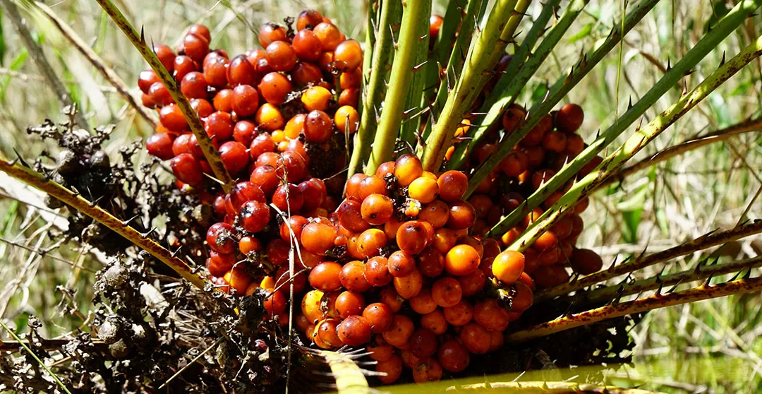 Frutos de Chamaerops humilis