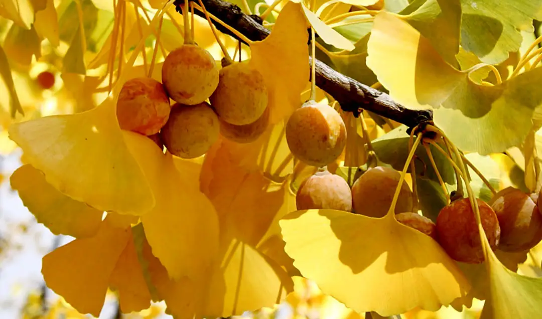 Frutos de Ginkgo biloba