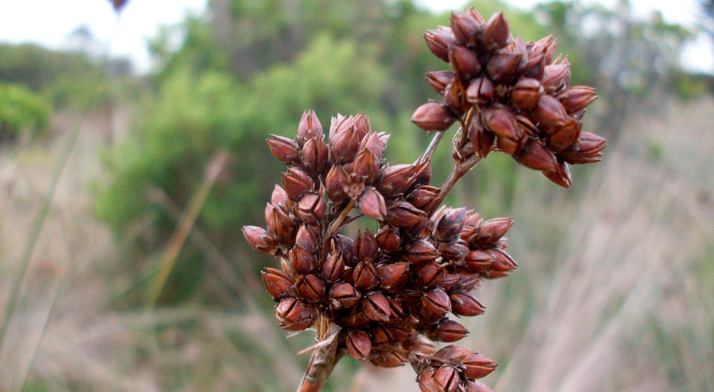 Frutos de Juncus acutus