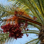 La Phoenix dactylifera en el paisaje mediterráneo