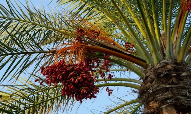 La Phoenix dactylifera en el paisaje mediterráneo