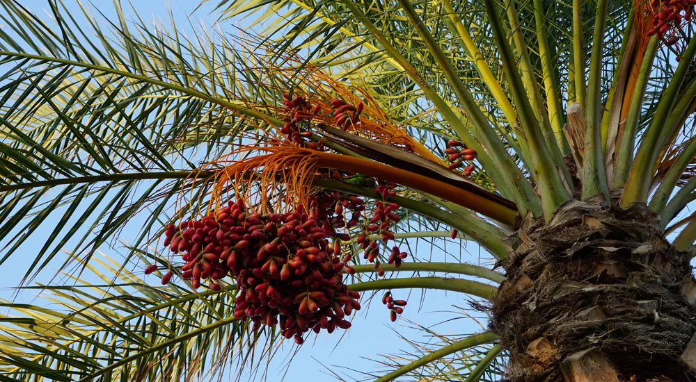 La Phoenix dactylifera en el paisaje mediterráneo