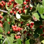 Rhamnus alaternus, el aladierno o agracejo