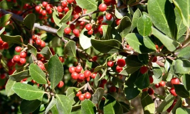 Rhamnus alaternus, el aladierno o agracejo