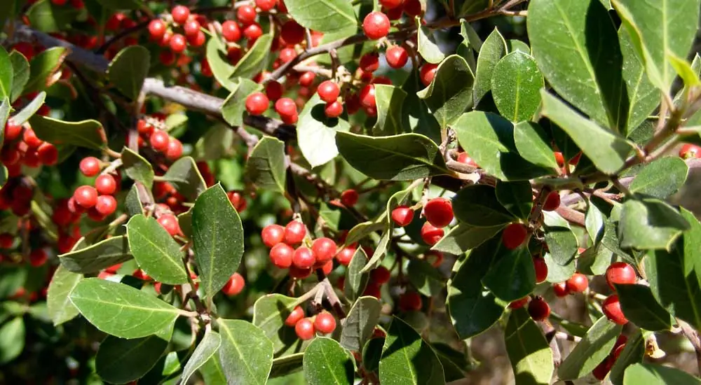 Rhamnus alaternus, el aladierno o agracejo