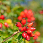 Rosa canina