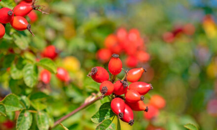 Rosa canina