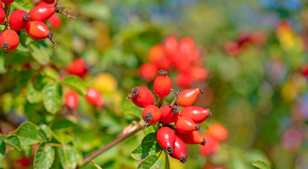 Rosa canina