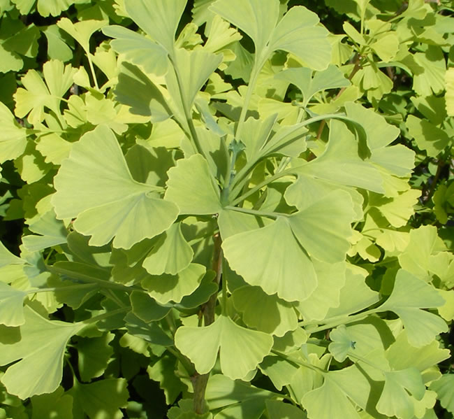 Ginkgo biloba