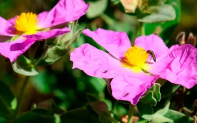 Día Mundial del Hábitat