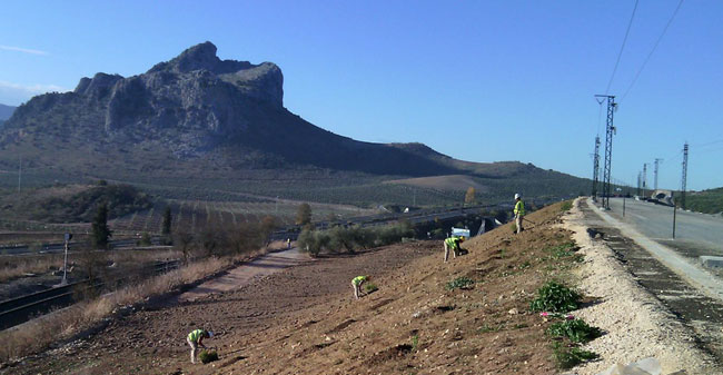 Hidrosiembras y plantaciones en una línea de AVE