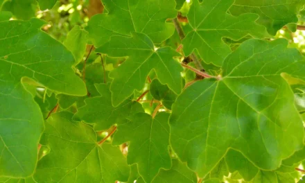 Acer campestris, el Arce común