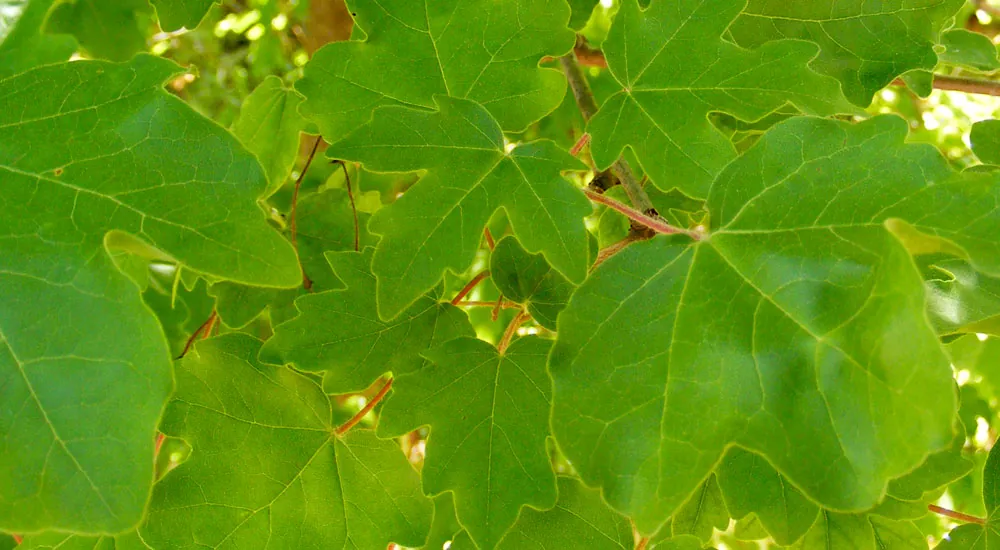 Acer campestris