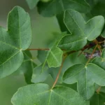 Acer monspessulanum o Arce de Montpellier