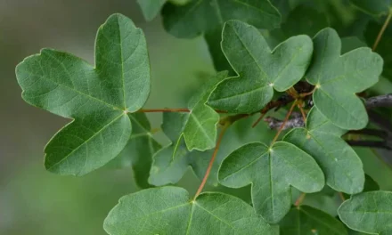 Acer monspessulanum o Arce de Montpellier