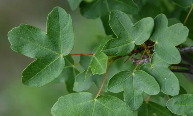 Acer monspessulanum o Arce de Montpellier