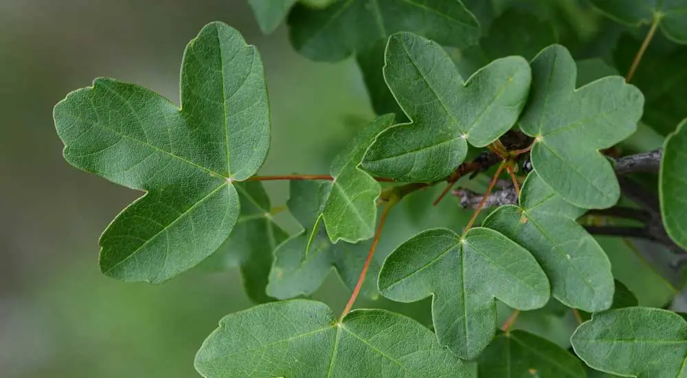 Acer monspessulanum o Arce de Montpellier