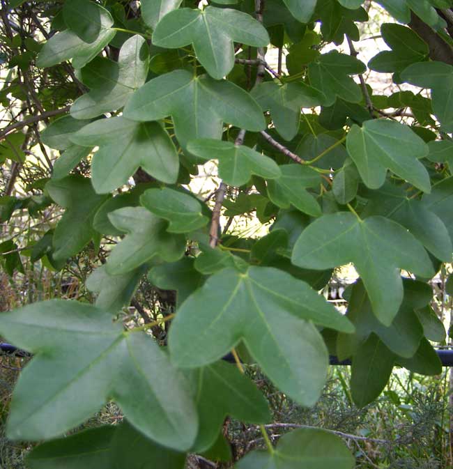 Acer monspessulanum