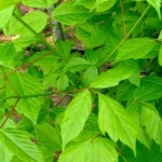 Acer negundo, el arce de hoja de fresno