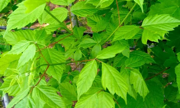 Acer negundo, el arce de hoja de fresno