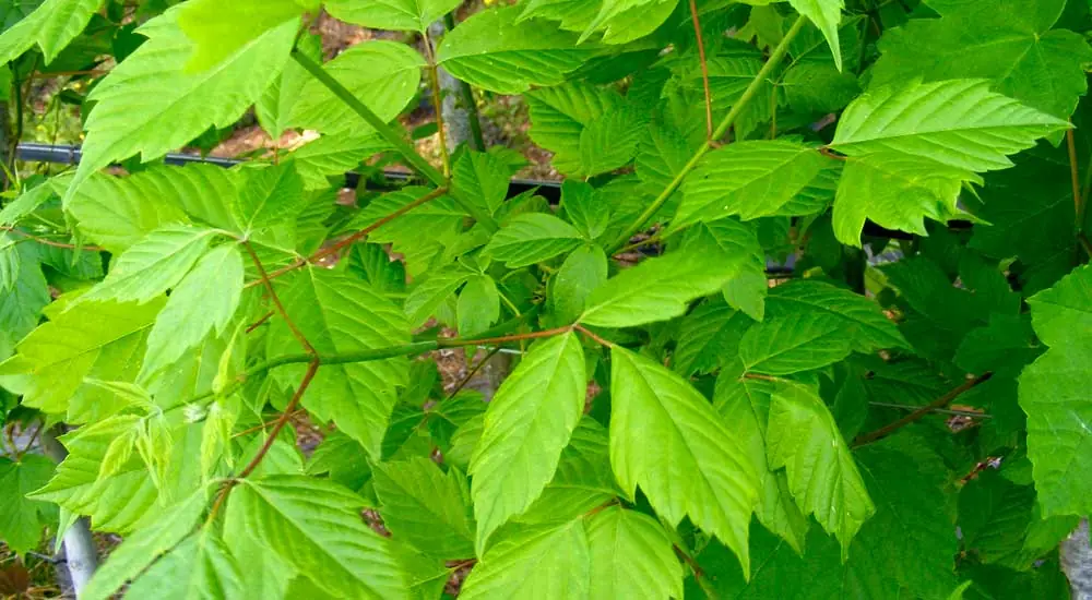 Acer negundo, el arce de hoja de fresno