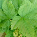 Acer platanoides o arce real