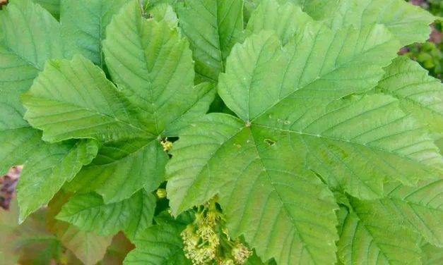 Acer platanoides o arce real