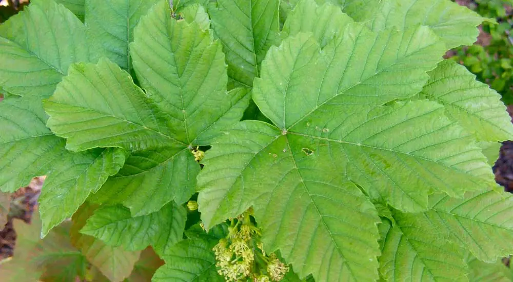 Acer platanoides o arce real