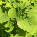 Ginkgo biloba: El fósil viviente
