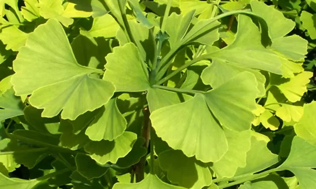 Ginkgo biloba: El fósil viviente