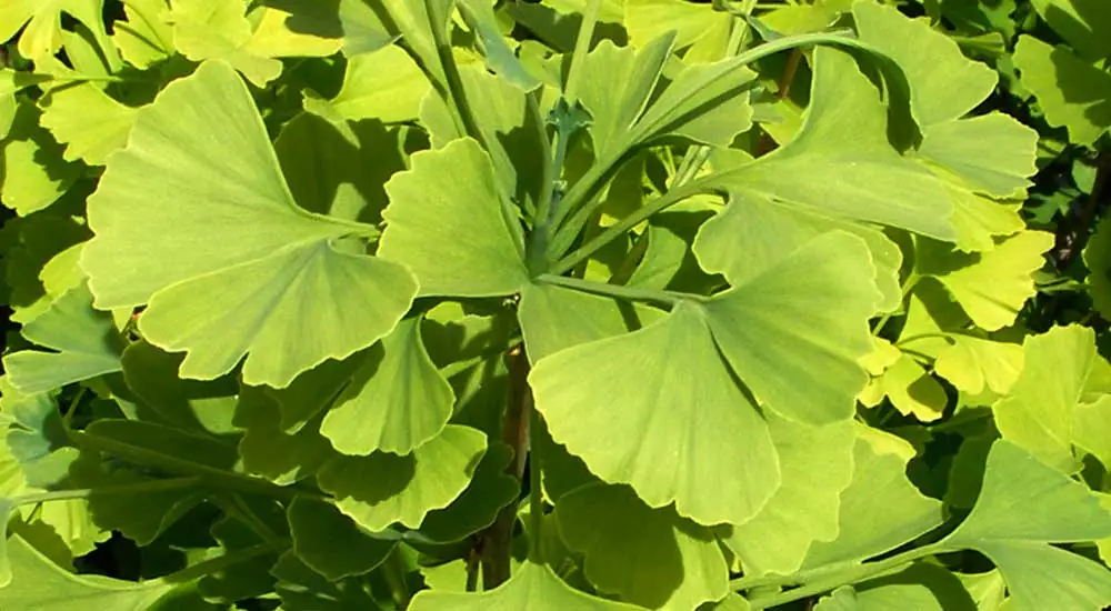 Ginkgo biloba: El fósil viviente