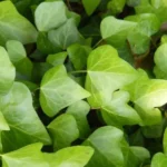 Hedera hélix y su uso como tapizante y trepadora