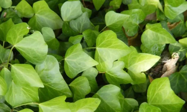 Hedera hélix y su uso como tapizante y trepadora