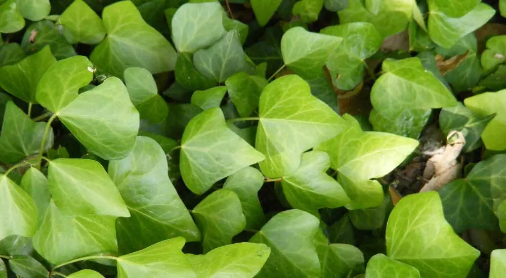 Hedera hélix y su uso como tapizante y trepadora