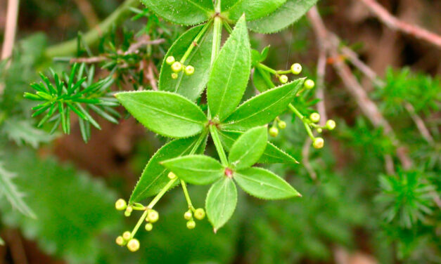 Rubia peregrina