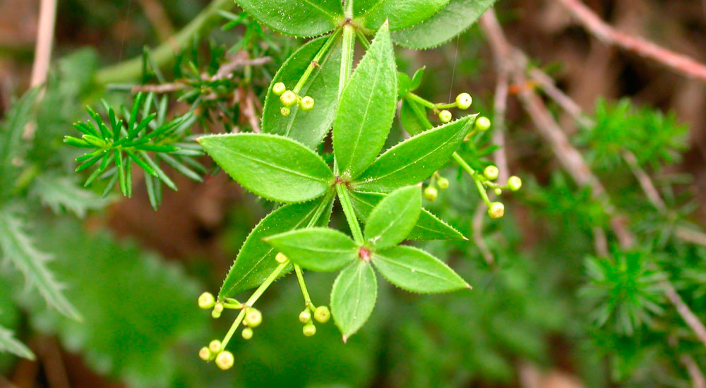 Rubia peregrina