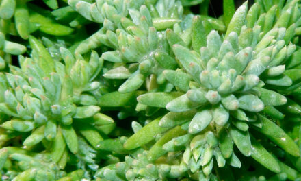 El Sedum reflexum