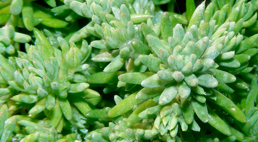 El Sedum reflexum