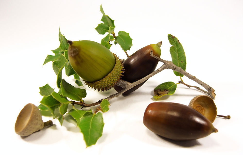 Hojas y frutos de Quercus coccifera