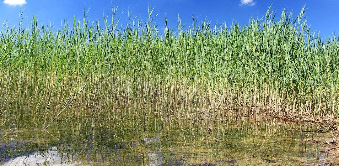 Humedales con plantas acuáticas