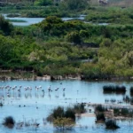 Día mundial de los humedales