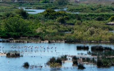 Día mundial de los humedales
