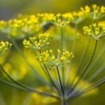 La Anethum graveolens para control biológico de plagas