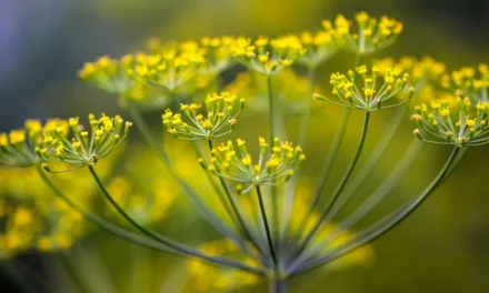 La Anethum graveolens para control biológico de plagas