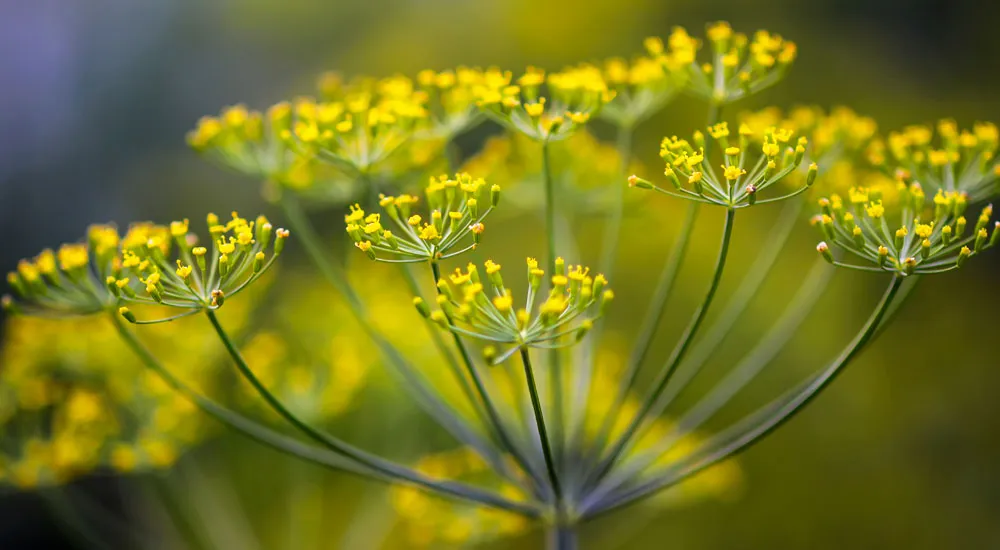 La Anethum graveolens para control biológico de plagas