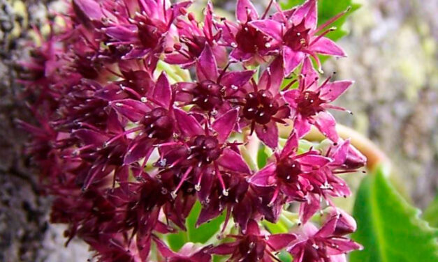 Sedum telephium