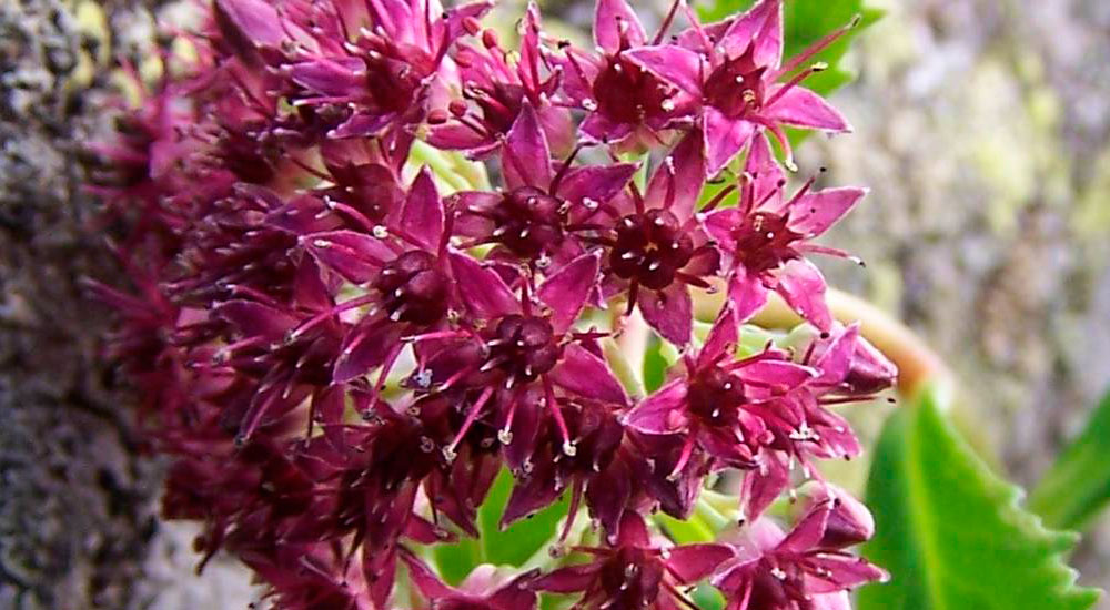 Sedum telephium