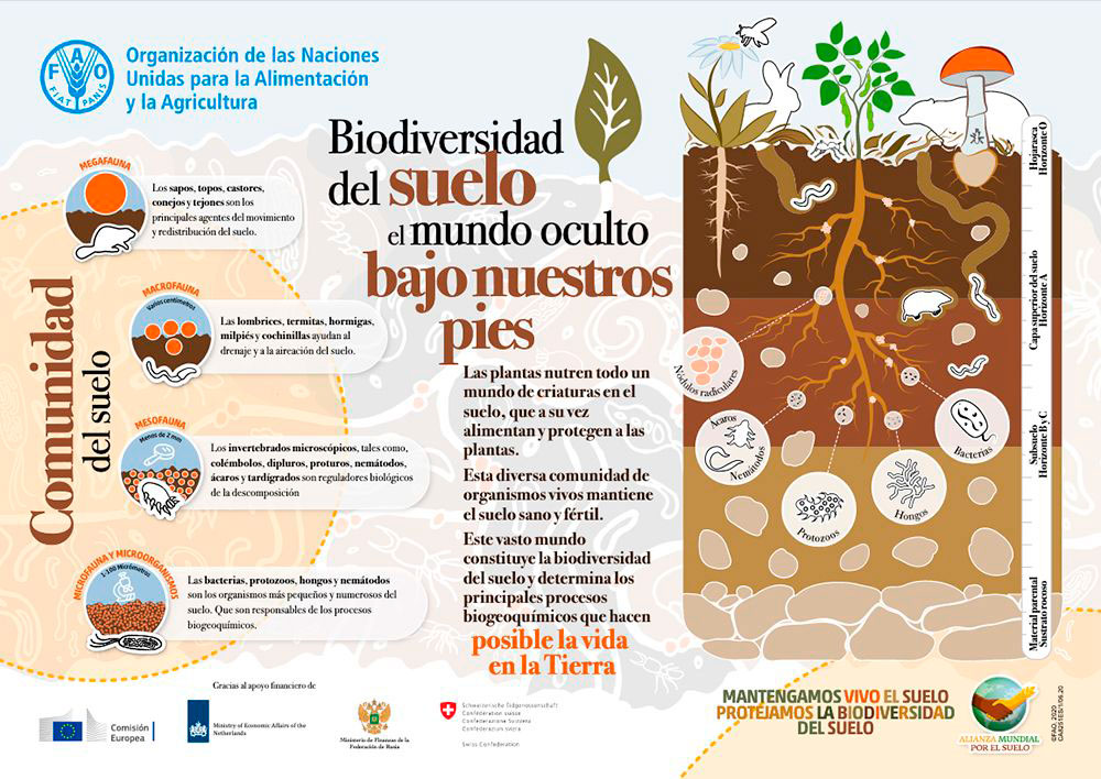 Infografía de la biodiversidad del suelo